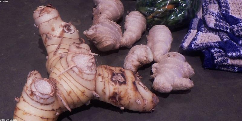 Rahasia Sehat Alami: Keajaiban Kencur yang Wajib Kamu Ketahui