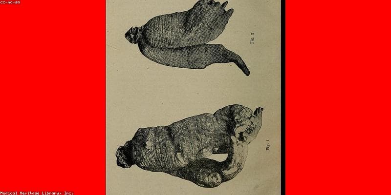 Rahasia Sehat Alami: Keajaiban Ginseng Jawa yang Wajib Kamu Ketahui