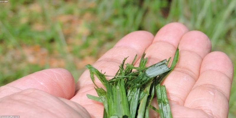 Rahasia Sehat Alami: Keajaiban Sereh yang Wajib Kamu Ketahui