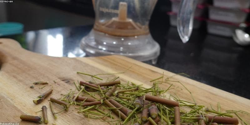 Rahasia Sehat Alami: Keajaiban Daun Kelor yang Wajib Kamu Ketahui